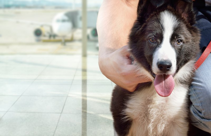 how much does it cost to fly a dog on delta airlines